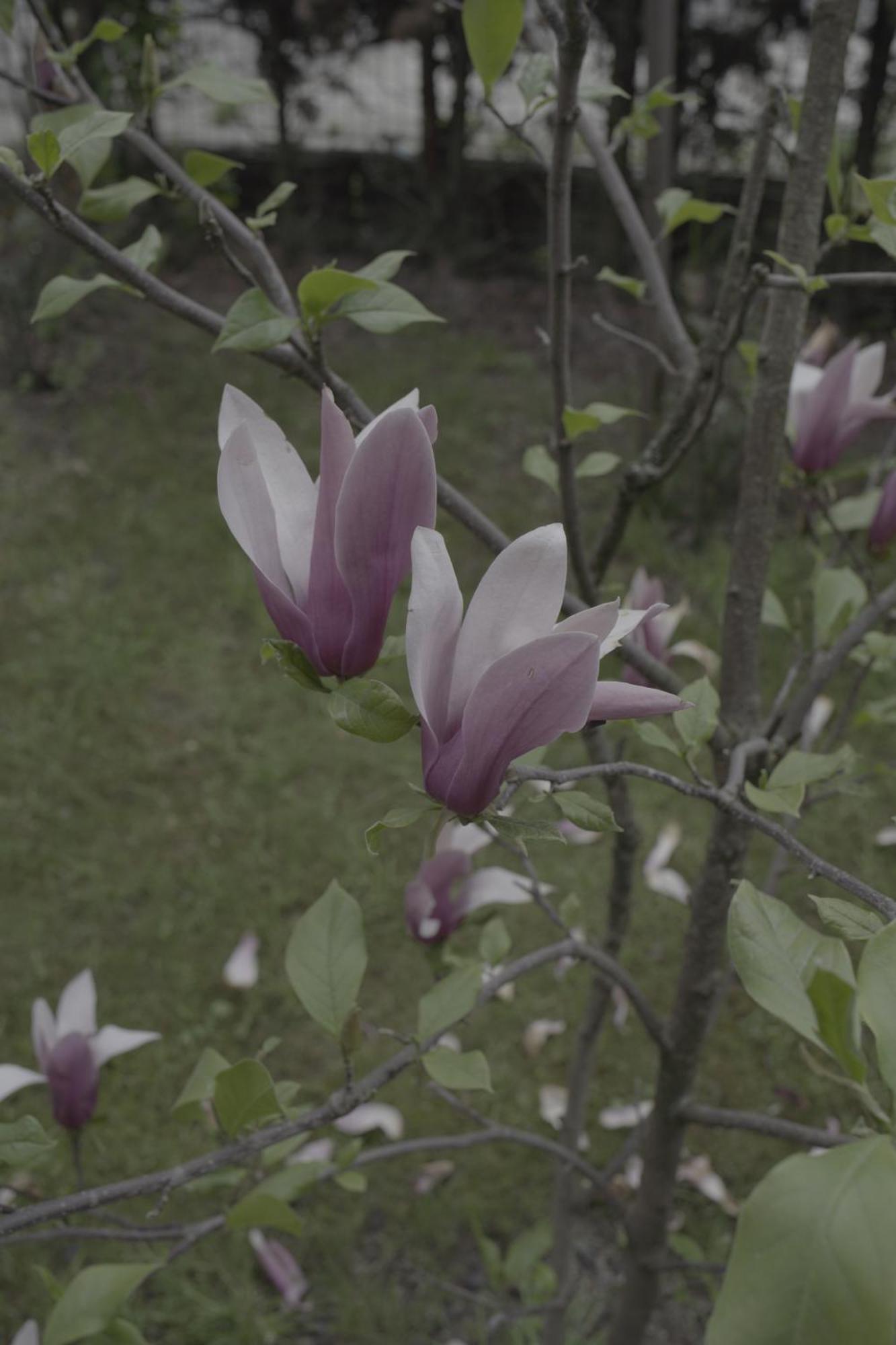 Pensiunea Magnolia ออคนาชูกาแต็ก ภายนอก รูปภาพ
